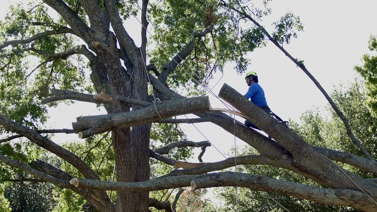 Professional Hazardous Tree Removal performed by certified arborists in Kodak