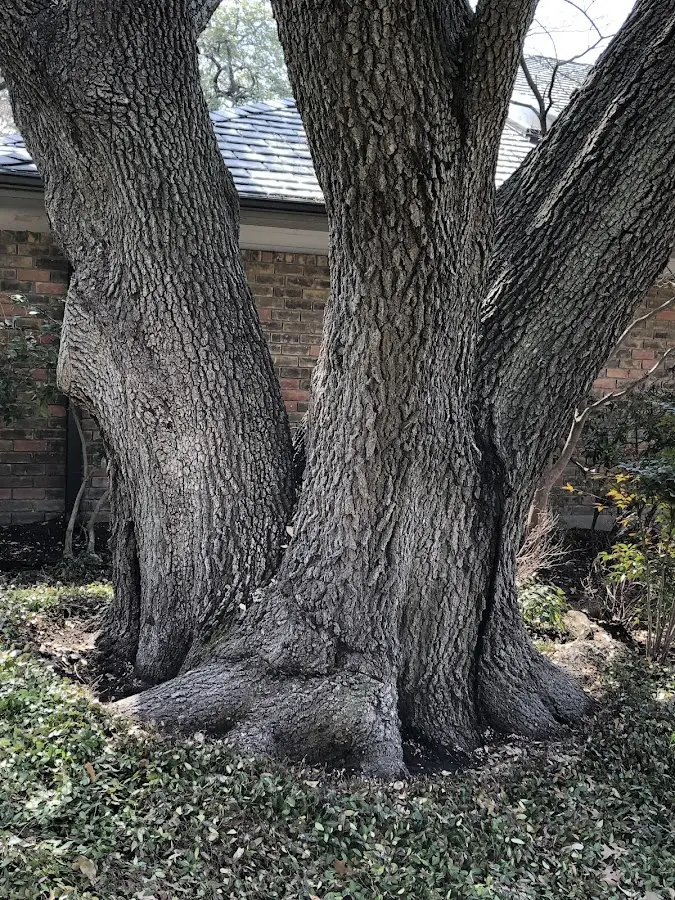 Mature heritage tree close to a Kodak property cared for by certified arborists